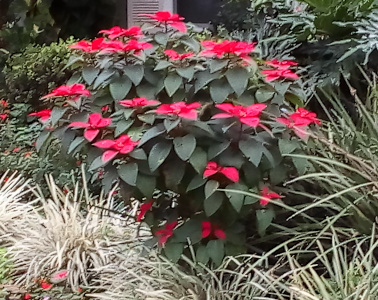 [View from the sides of the entire plant which is nearly four foot high. It has quite a few red leaves which gives the appearance of having more than a dozen flowers on the plant.]